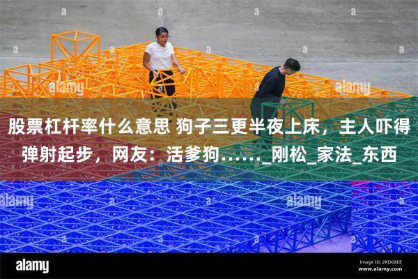 股票杠杆率什么意思 狗子三更半夜上床，主人吓得弹射起步，网友：活爹狗……_刚松_家法_东西