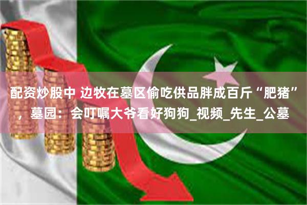 配资炒股中 边牧在墓区偷吃供品胖成百斤“肥猪”，墓园：会叮嘱大爷看好狗狗_视频_先生_公墓