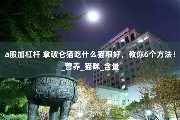 a股加杠杆 拿破仑猫吃什么猫粮好，教你6个方法！_营养_猫咪_含量