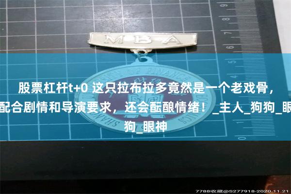 股票杠杆t+0 这只拉布拉多竟然是一个老戏骨，能配合剧情和导演要求，还会酝酿情绪！_主人_狗狗_眼神